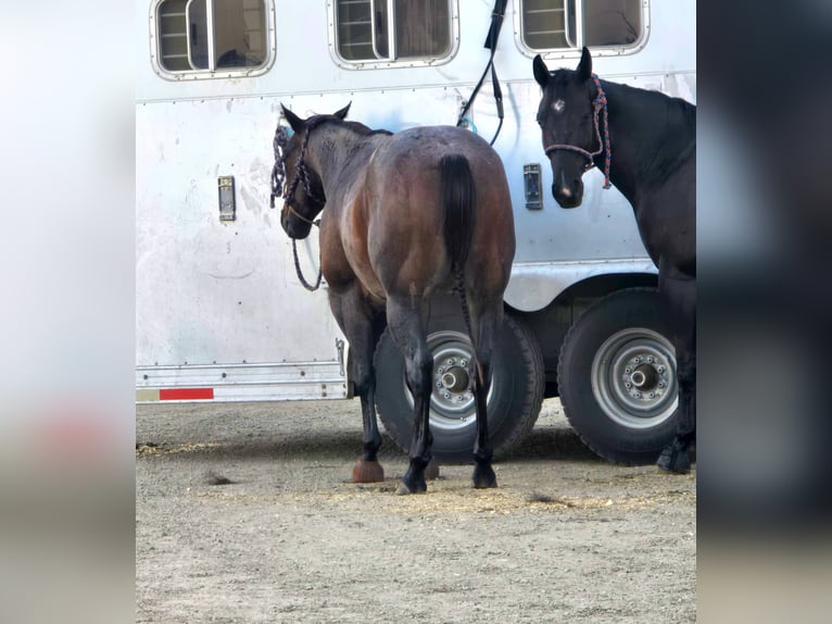 American Quarter Horse Gelding 10 years 15 hh Roan-Bay in Lincoln