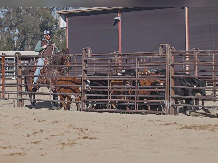 American Quarter Horse Gelding 10 years 15 hh Roan-Bay in Lincoln