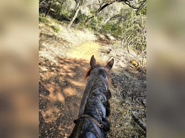 American Quarter Horse Gelding 10 years 15 hh Roan-Bay in Lincoln