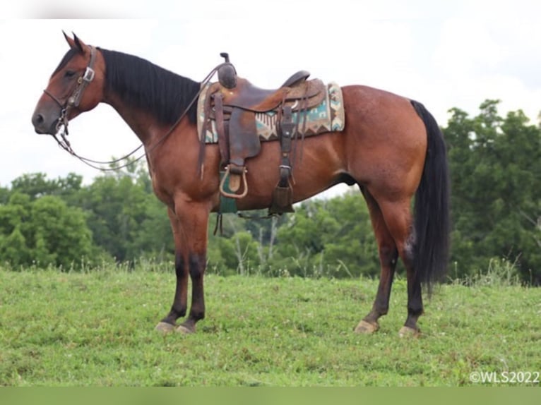 American Quarter Horse Gelding 10 years 15 hh Roan-Bay in Brooksville KY