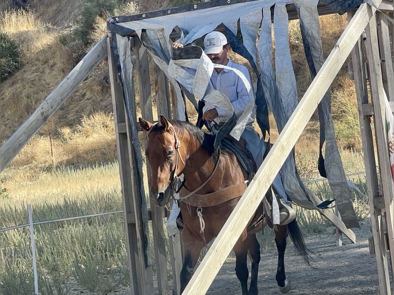 American Quarter Horse Gelding 10 years 15 hh Roan-Bay in Paicines CA