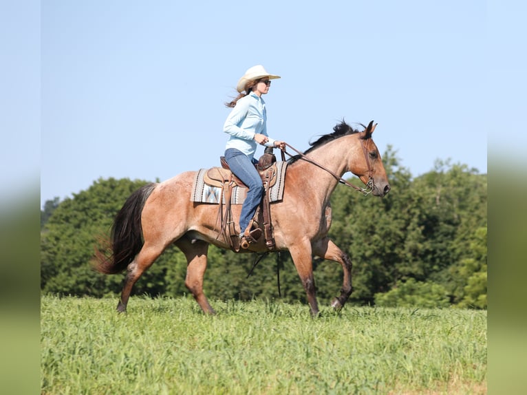 American Quarter Horse Gelding 10 years 15 hh Roan-Bay in Mount Vernon