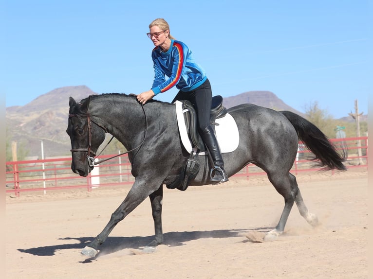 American Quarter Horse Gelding 10 years 15 hh Roan-Blue in Cave Creek, AZ