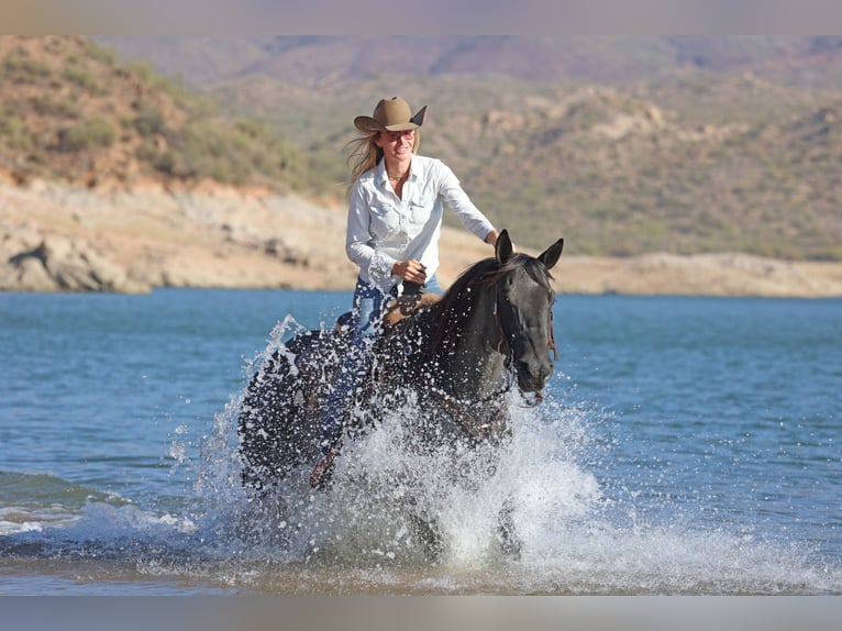 American Quarter Horse Gelding 10 years 15 hh Roan-Blue in Cave Creek, AZ