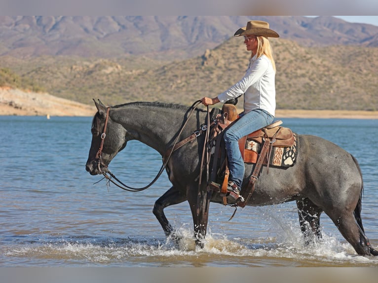 American Quarter Horse Gelding 10 years 15 hh Roan-Blue in Cave Creek, AZ