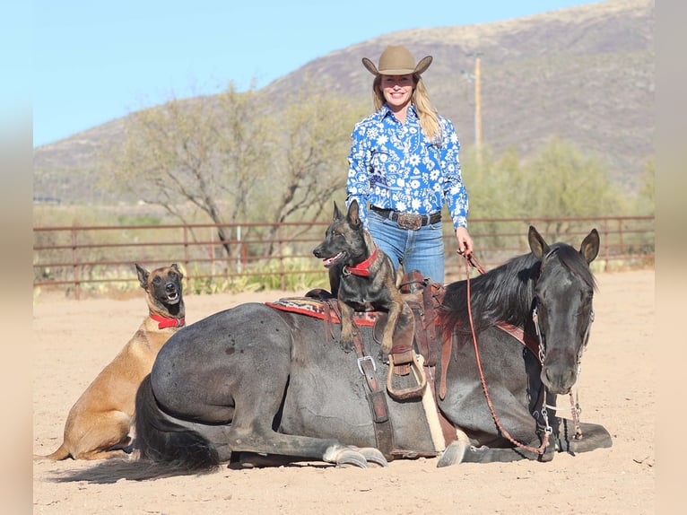 American Quarter Horse Gelding 10 years 15 hh Roan-Blue in Cave Creek, AZ