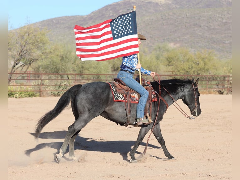 American Quarter Horse Gelding 10 years 15 hh Roan-Blue in Cave Creek, AZ