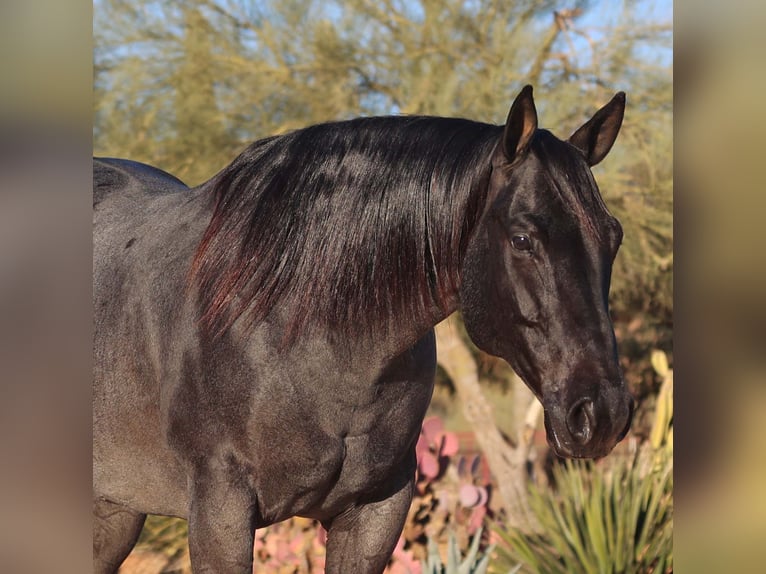 American Quarter Horse Gelding 10 years 15 hh Roan-Blue in Cave Creek, AZ