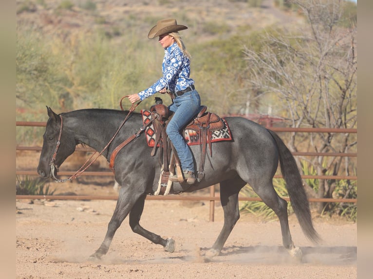 American Quarter Horse Gelding 10 years 15 hh Roan-Blue in Cave Creek, AZ