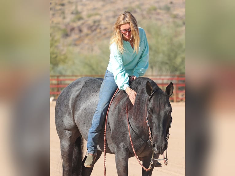 American Quarter Horse Gelding 10 years 15 hh Roan-Blue in Cave Creek, AZ