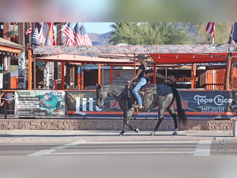 American Quarter Horse Gelding 10 years 15 hh Roan-Blue in Cave Creek, AZ