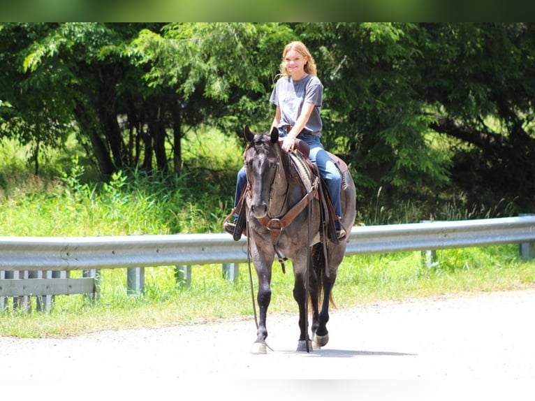 American Quarter Horse Gelding 10 years 15 hh Roan-Blue in Clarion, PA