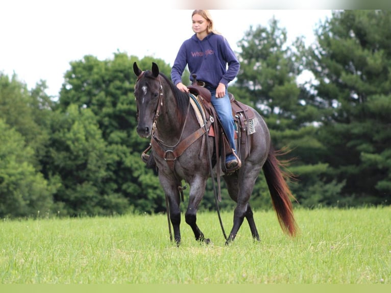 American Quarter Horse Gelding 10 years 15 hh Roan-Blue in Clarion, PA