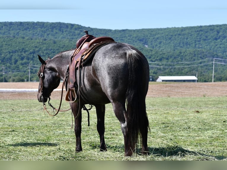 American Quarter Horse Gelding 10 years 15 hh Roan-Blue in Rebersburg, PA