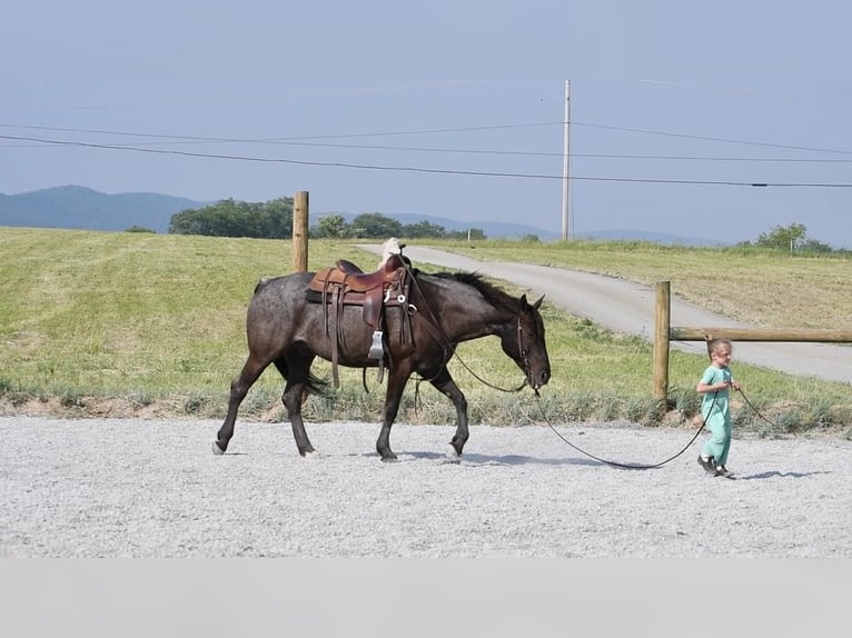 American Quarter Horse Gelding 10 years 15 hh Roan-Blue in Rebersburg, PA