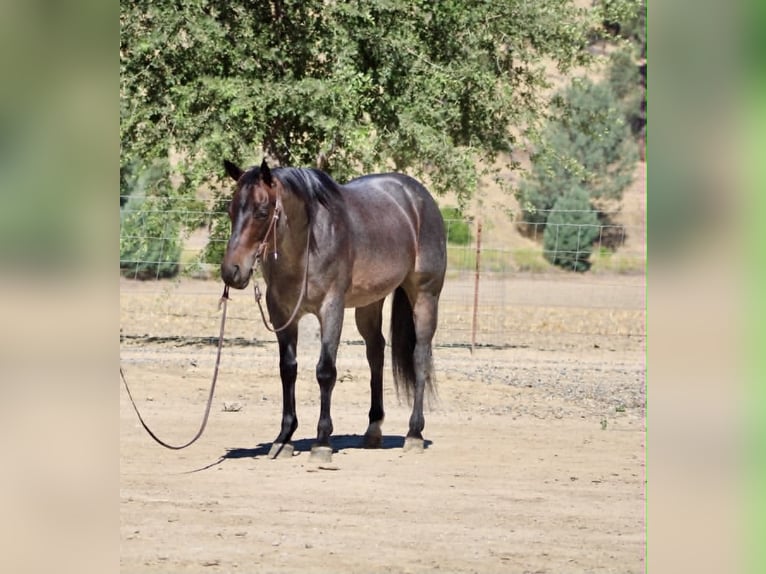 American Quarter Horse Gelding 10 years 15 hh Roan-Blue in Tres Pinos