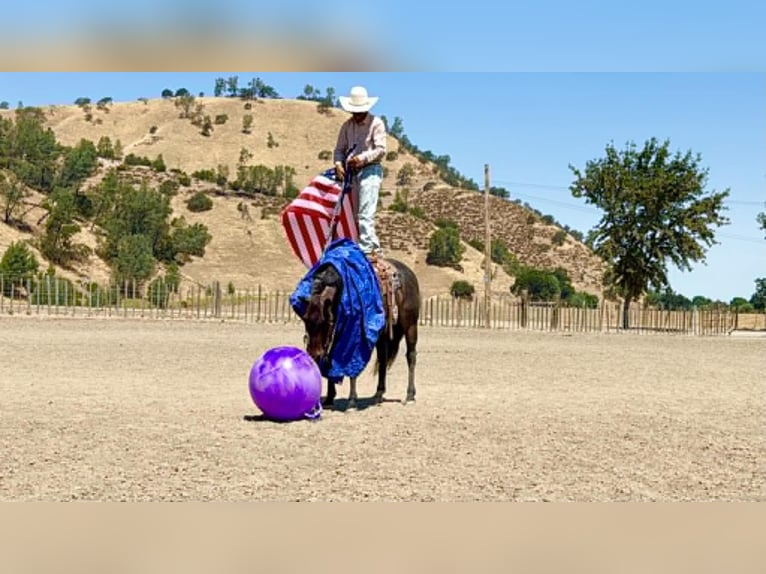 American Quarter Horse Gelding 10 years 15 hh Roan-Blue in Tres Pinos