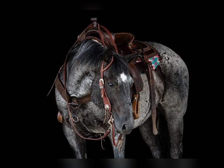 American Quarter Horse Gelding 10 years 15 hh Roan-Blue in Clarion