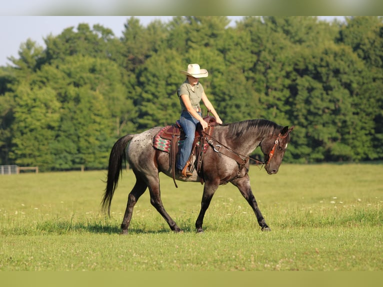 American Quarter Horse Gelding 10 years 15 hh Roan-Blue in Clarion
