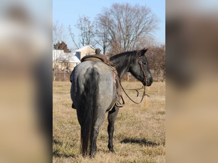 American Quarter Horse Gelding 10 years 15 hh Roan-Blue in Charleston IL