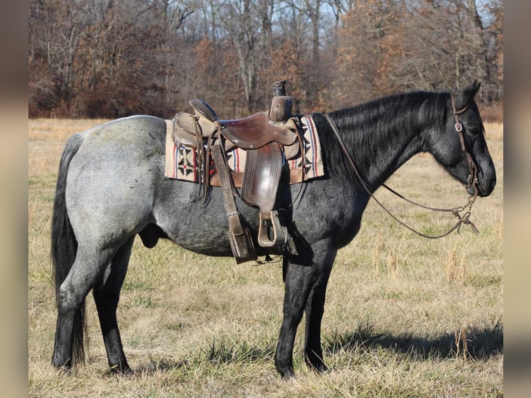 American Quarter Horse Gelding 10 years 15 hh Roan-Blue in Charleston IL
