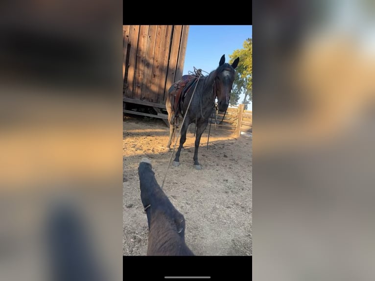 American Quarter Horse Gelding 10 years 15 hh Roan-Blue in Paicines CA