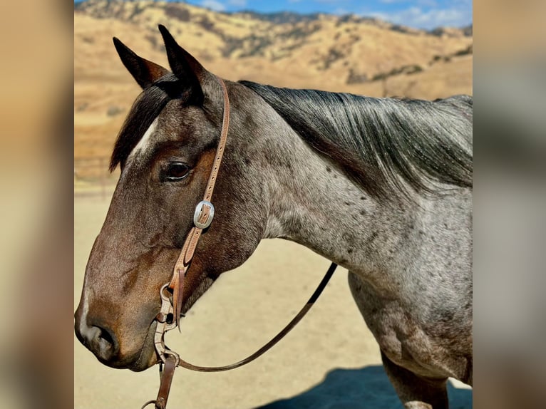 American Quarter Horse Gelding 10 years 15 hh Roan-Blue in Paicines CA