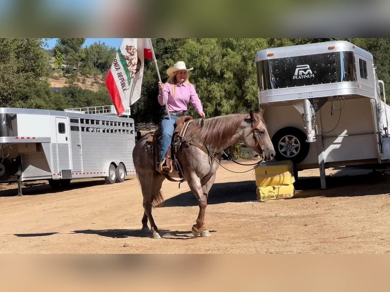 American Quarter Horse Gelding 10 years 15 hh Roan-Red in Joshua, TX