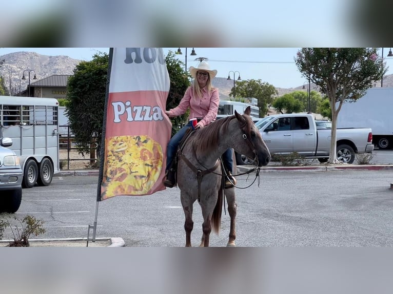 American Quarter Horse Gelding 10 years 15 hh Roan-Red in Joshua, TX