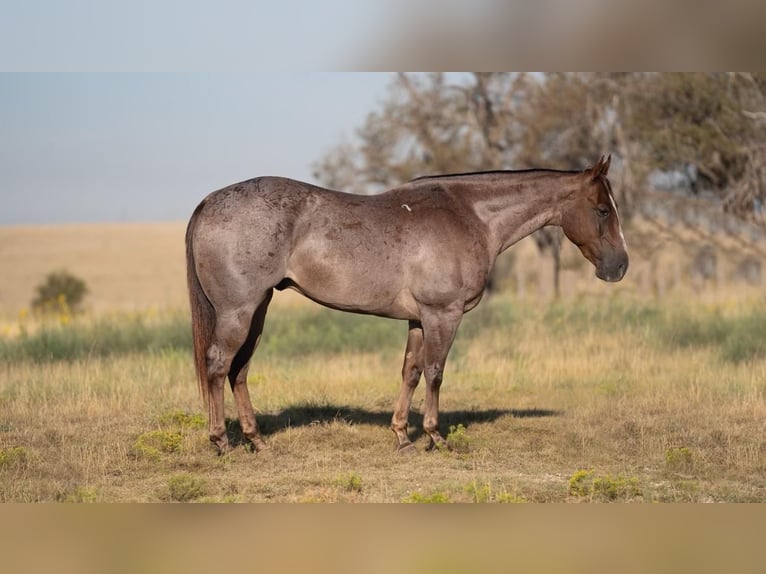 American Quarter Horse Gelding 10 years 15 hh Roan-Red in Waco, TX