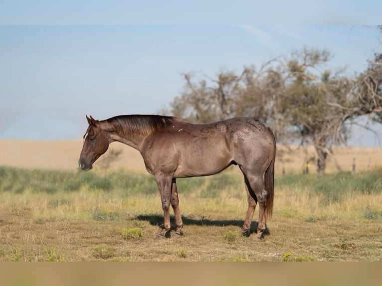 American Quarter Horse Gelding 10 years 15 hh Roan-Red in Waco, TX