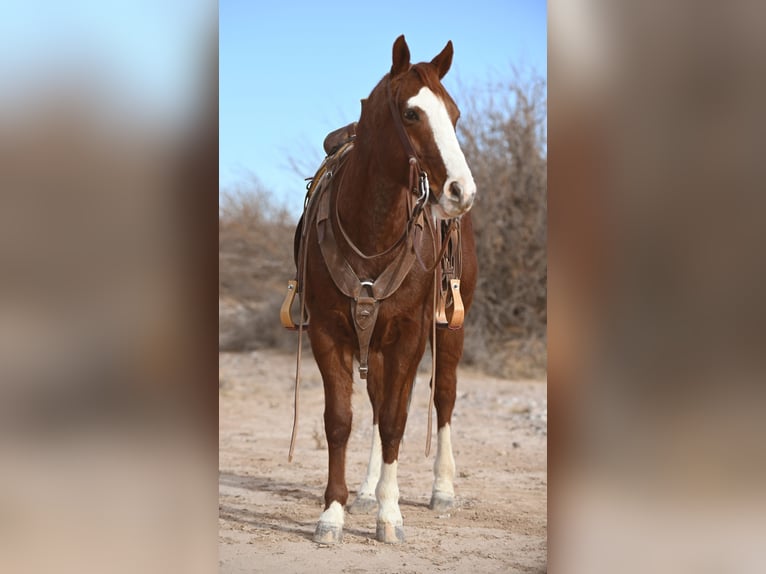 American Quarter Horse Gelding 10 years 15 hh Roan-Red in Caballo, NM