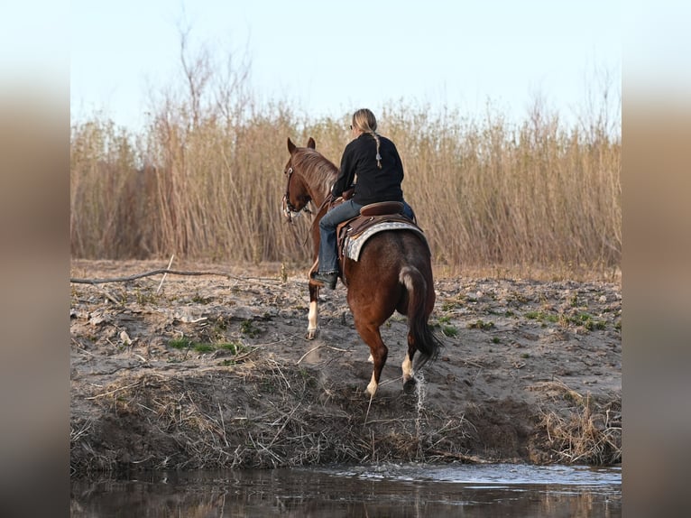 American Quarter Horse Gelding 10 years 15 hh Roan-Red in Caballo, NM