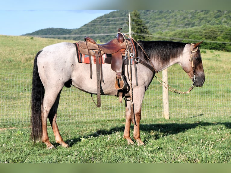 American Quarter Horse Gelding 10 years 15 hh Roan-Red in Rebersburg, PA