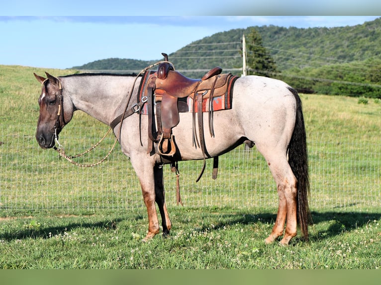 American Quarter Horse Gelding 10 years 15 hh Roan-Red in Rebersburg, PA