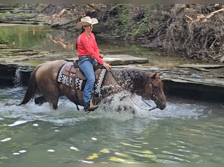 American Quarter Horse Gelding 10 years 15 hh Roan-Red in Robards