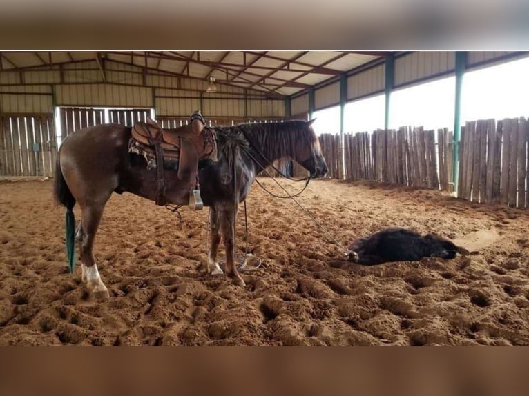 American Quarter Horse Gelding 10 years 15 hh Roan-Red in Robards