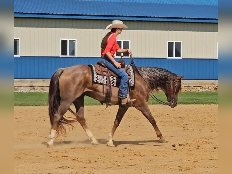 American Quarter Horse Gelding 10 years 15 hh Roan-Red in Robards