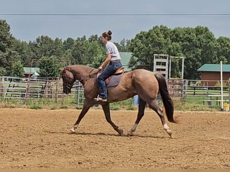 American Quarter Horse Gelding 10 years 15 hh Roan-Red in Robards