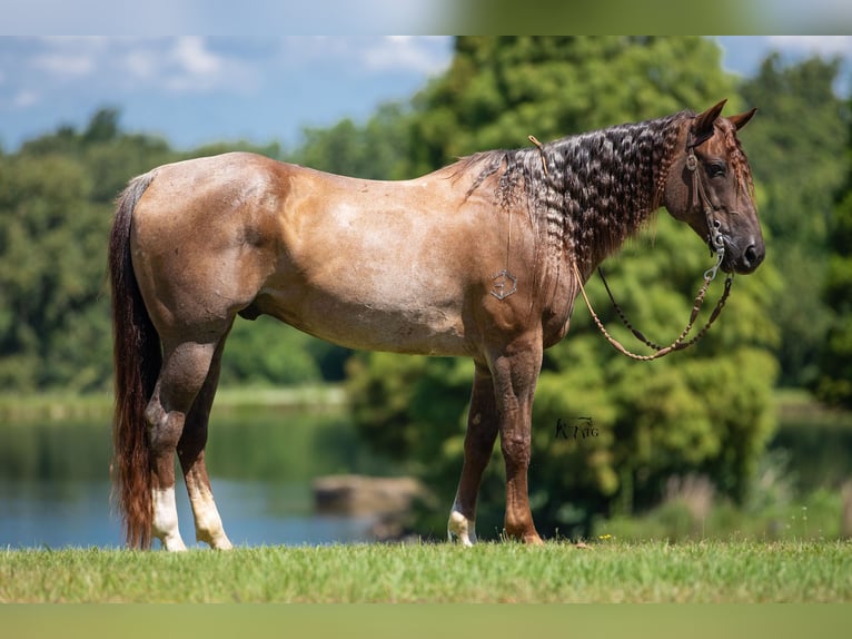 American Quarter Horse Gelding 10 years 15 hh Roan-Red in Robards