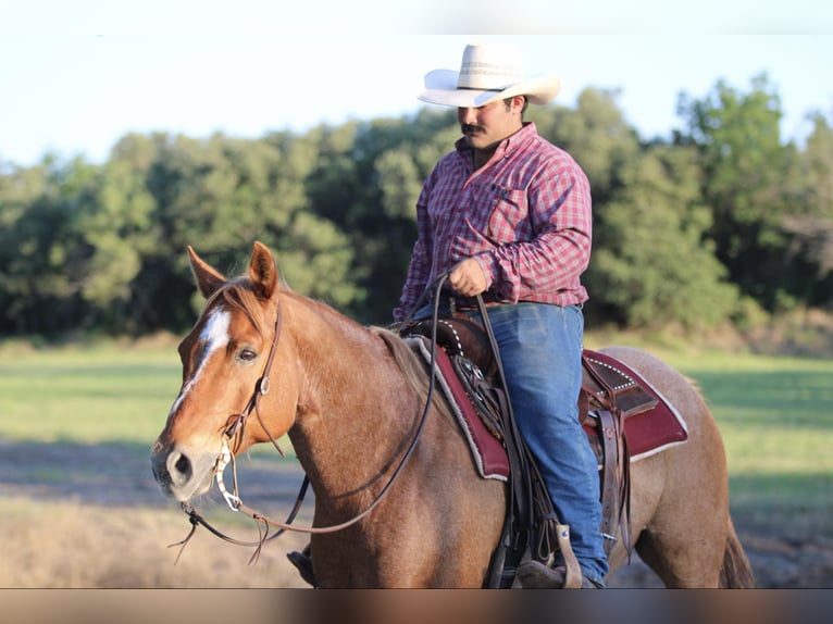 American Quarter Horse Gelding 10 years 15 hh Roan-Red in STEPHENVILLE, TX