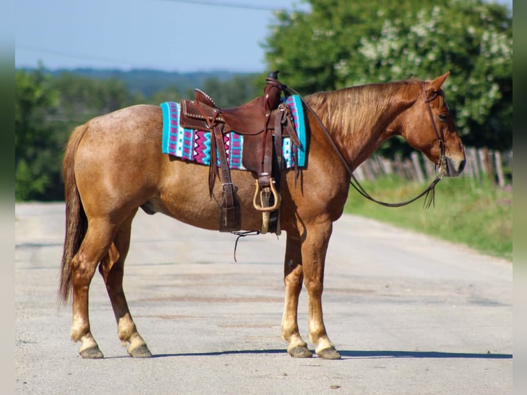 American Quarter Horse Gelding 10 years 15 hh Roan-Red in STEPHENVILLE, TX