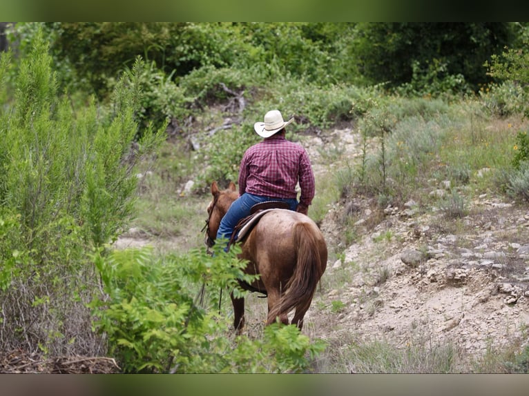 American Quarter Horse Gelding 10 years 15 hh Roan-Red in STEPHENVILLE, TX