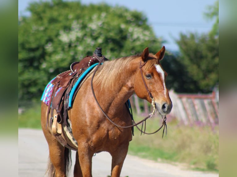 American Quarter Horse Gelding 10 years 15 hh Roan-Red in STEPHENVILLE, TX