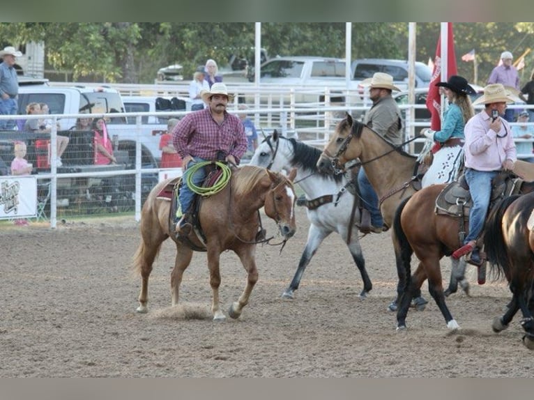 American Quarter Horse Gelding 10 years 15 hh Roan-Red in STEPHENVILLE, TX