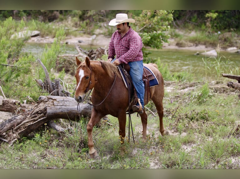 American Quarter Horse Gelding 10 years 15 hh Roan-Red in STEPHENVILLE, TX