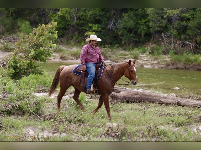 American Quarter Horse Gelding 10 years 15 hh Roan-Red in STEPHENVILLE, TX