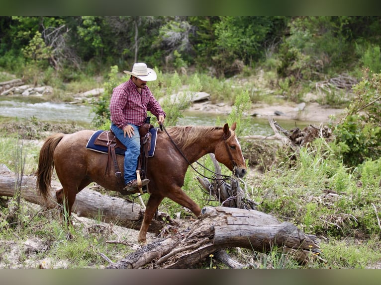 American Quarter Horse Gelding 10 years 15 hh Roan-Red in STEPHENVILLE, TX