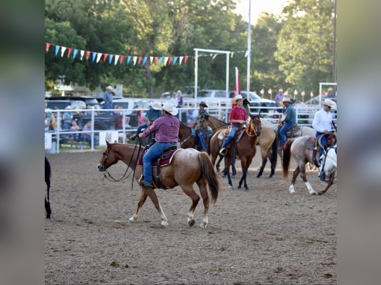 American Quarter Horse Gelding 10 years 15 hh Roan-Red in STEPHENVILLE, TX