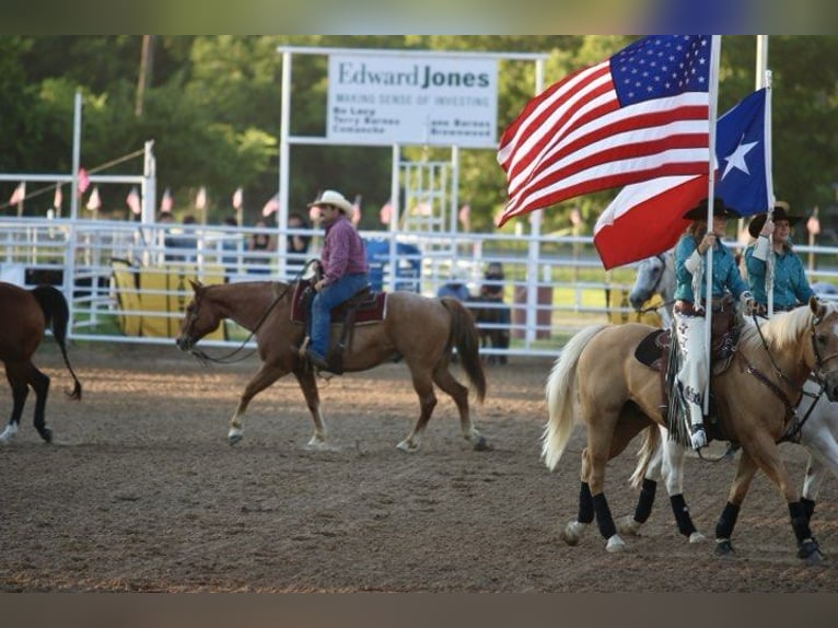 American Quarter Horse Gelding 10 years 15 hh Roan-Red in STEPHENVILLE, TX